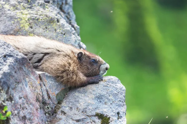 Marmotte Dans Habitat Naturel — Photo