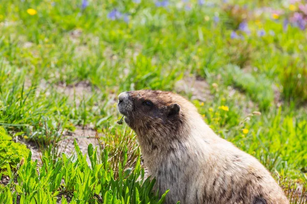 夏の季節の山々の自然環境の中で野生のマーモット — ストック写真