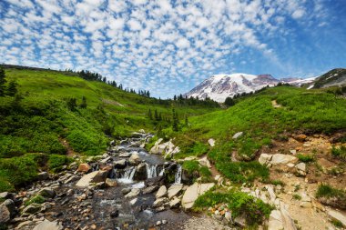 Mount Rainier Ulusal Parkı, Washington