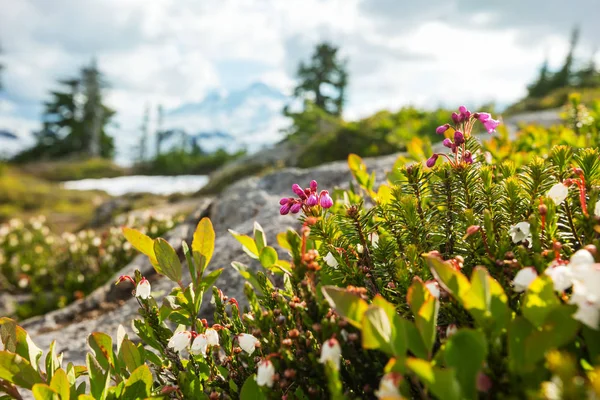 Mountain Äng Solig Dag Naturliga Sommarlandskap Bergen Alaska — Stockfoto