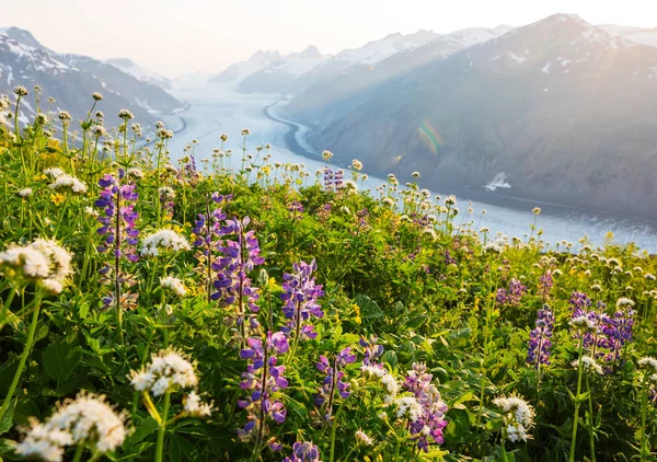 Mountain Äng Solig Dag Naturliga Sommarlandskap Bergen Alaska — Stockfoto