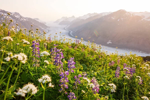 Mountain Äng Solig Dag Naturliga Sommarlandskap Bergen Alaska — Stockfoto