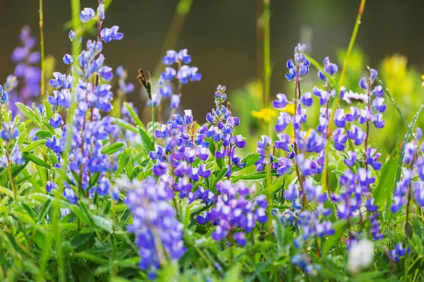 Bergwiese Sonnigem Tag Natürliche Sommerlandschaft Berge Alaska — Stockfoto