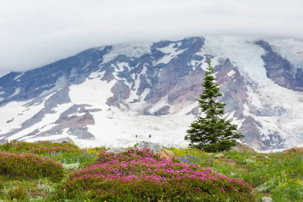 Горный Луг Солнечный День Природный Летний Пейзаж Горы Аляски — стоковое фото
