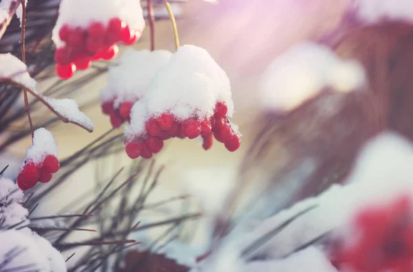 Viburno Bayas Rojas Congeladas Temporada Invierno —  Fotos de Stock