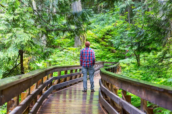 Dřevěná Promenáda Lese — Stock fotografie