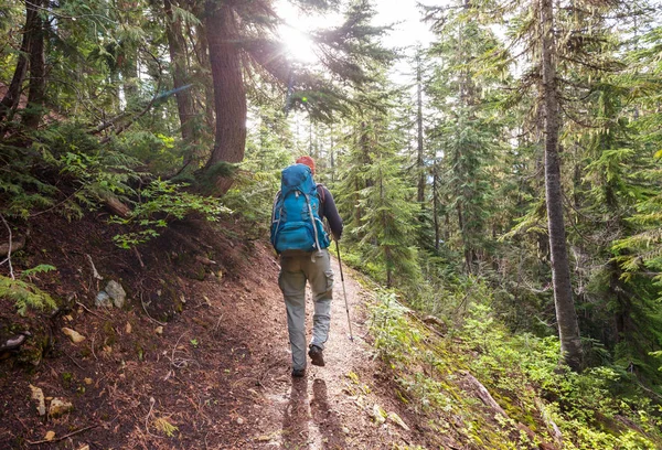 Homme Randonnée Baie Sentier Dans Forêt — Photo