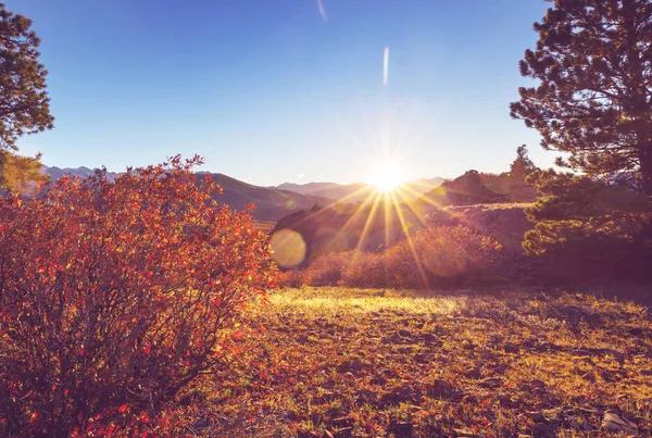 Farbenfroher Gelber Herbst Colorado Usa Herbstsaison — Stockfoto