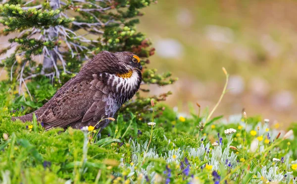 Blauwe Grouse Kleuren Weergeven Tijdens Het Paren Seizoen Een Heuvel — Stockfoto