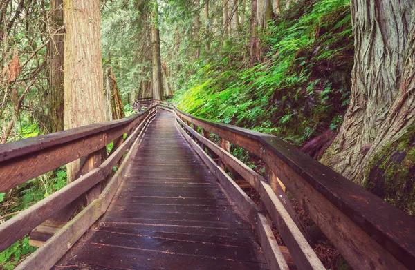 Wooden Boardwalk Forest — Stock Photo, Image