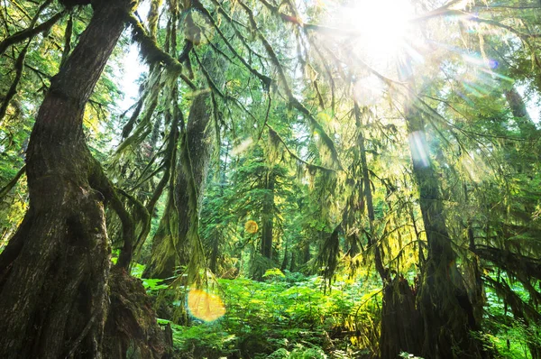 Bosque Lluvioso Con Vegetación Densa —  Fotos de Stock