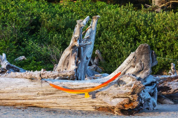 Hammock Dry Tree Pacific Coast Olympic National Park Usa — Stock Photo, Image