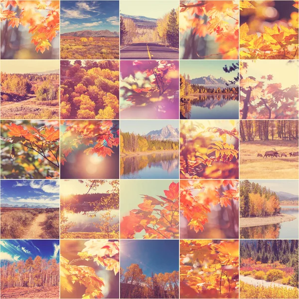 Collage Autunnale Arancione Giallo — Foto Stock