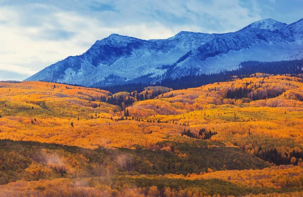 多彩的黄色秋天在科罗拉多 秋季季节 — 图库照片