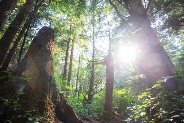 高密度植生の熱帯雨林 — ストック写真