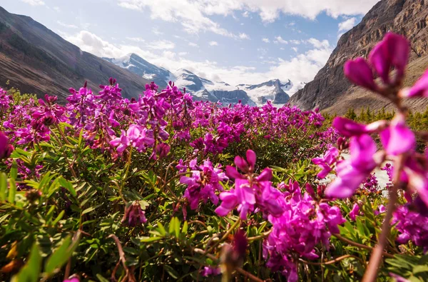 Mountain Äng Solig Dag Naturliga Sommarlandskap Bergen Alaska — Stockfoto