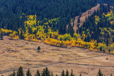 Güneşli sonbahar çayırı. Doğal arkaplan.