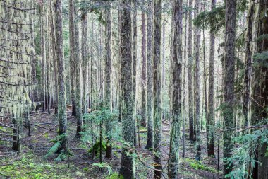 Yoğun bitki örtüsü olan yağmur ormanı