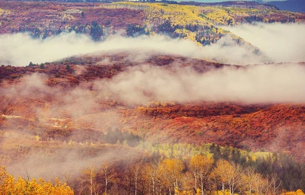 Barevný Žlutý Podzim Coloradu Spojených Státech Podzimní Sezóna — Stock fotografie