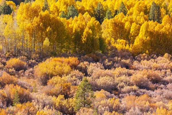 Красочные Солнечные Лесные Пейзажи Осенний Сезон Желтыми Деревьями Ясный День — стоковое фото