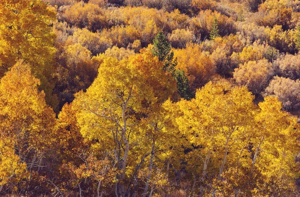 Cena Floresta Ensolarada Colorida Temporada Outono Com Árvores Amarelas Dia — Fotografia de Stock