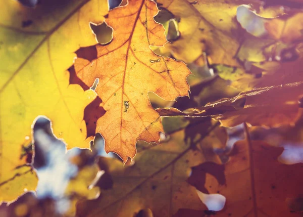 Hojas Amarillas Coloridas Temporada Otoño Primer Plano Tiro Apto Para — Foto de Stock