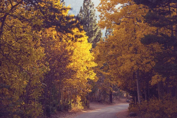 Färgstark Höstscen Landsväg Skogen — Stockfoto