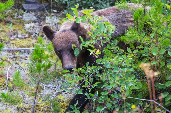 Niedźwiedź Grizzly Sezonie Letnim — Zdjęcie stockowe