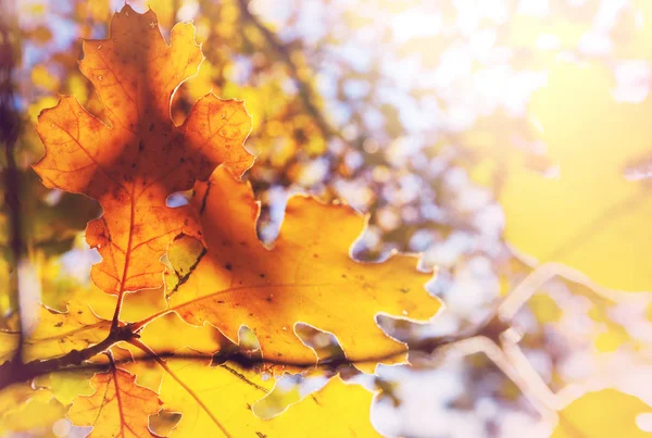 秋には黄色い紅葉が見られます 至近距離から撃たれた 背景画像に適しています — ストック写真