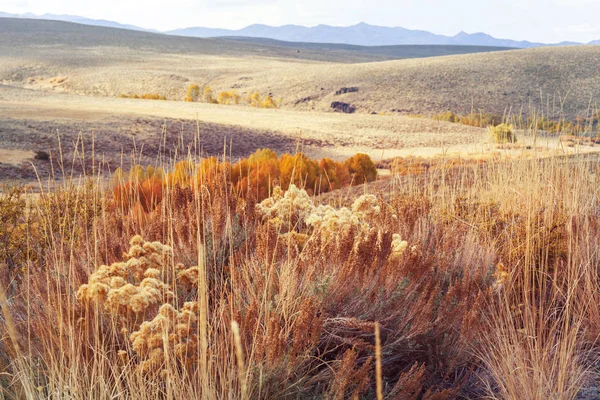 日当たりの良い秋の牧草地 自然背景 — ストック写真