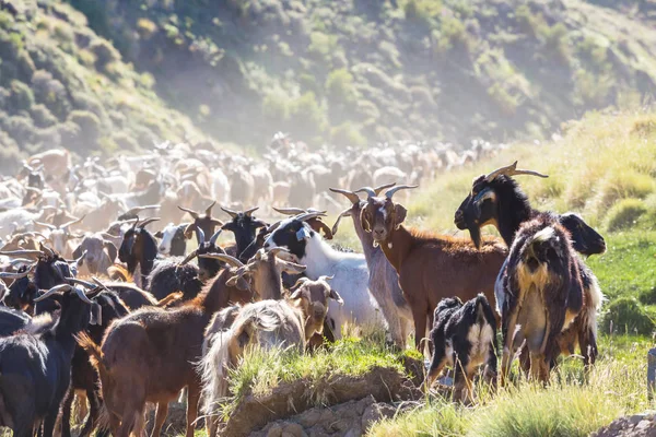山の中のヤギの群れ — ストック写真