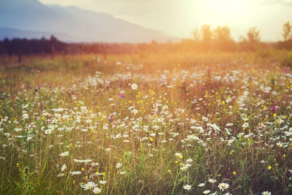 Wilde Weide Bergen Bij Zonsondergang Prachtige Natuurlijke Achtergrond — Stockfoto