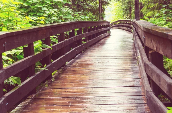 Wooden Boardwalk Forest — Stock Photo, Image