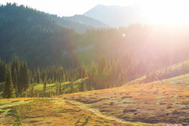Yaz sezonunda yeşil dağlar çayır