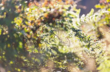 Çiçek çayırında güneşli bir gün. Güzel doğal arkaplan.