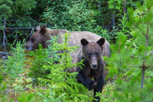 Niedźwiedź Grizzly Sezonie Letnim — Zdjęcie stockowe