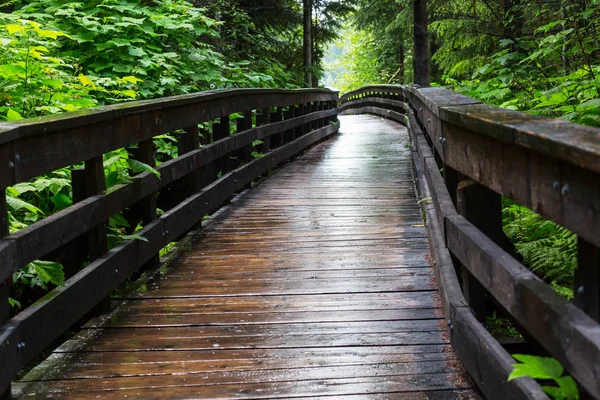 Wooden Boardwalk Forest — Stock Photo, Image