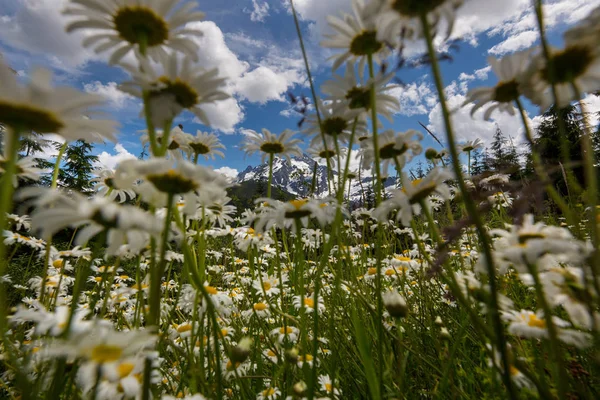 Fleurs Camomilles Sauvages Paysage Montagne Saison Estivale — Photo
