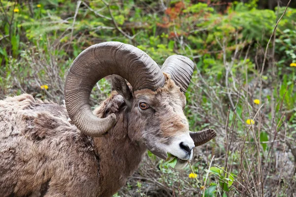 Крупнорогие Овцы Банфском Национальном Парке Отумне Роки Маунтейнс Канада — стоковое фото