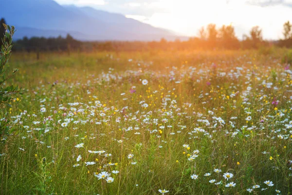 日落时分 山上的野草 美丽的自然背景 — 图库照片