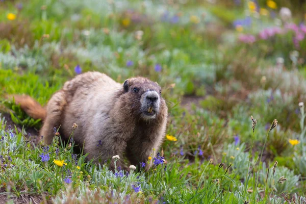 Vild Marmot Sin Naturliga Miljö Berg Sommarsäsongen — Stockfoto