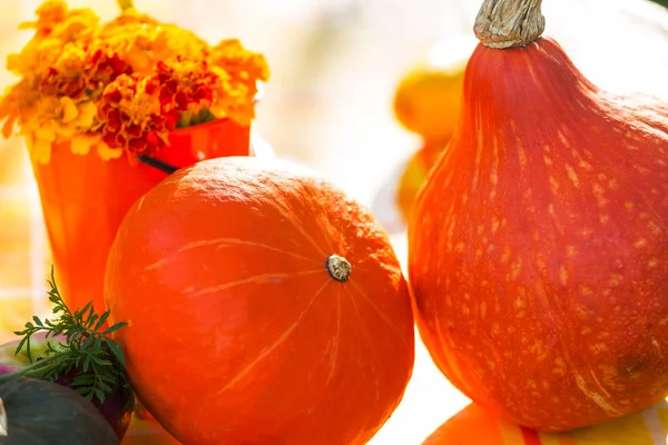 Ripe Pumpkin Close — Stock Photo, Image