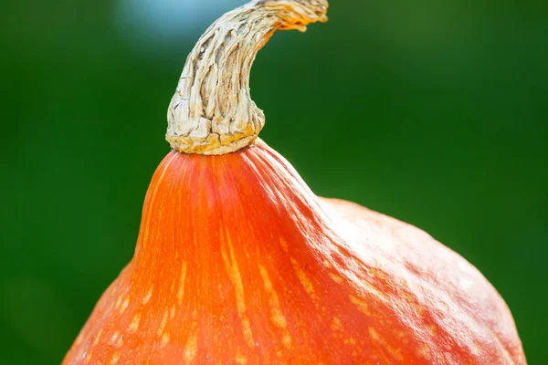 Zucca Matura Vicino — Foto Stock