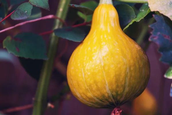 Mogen Pumpa Nära Håll — Stockfoto