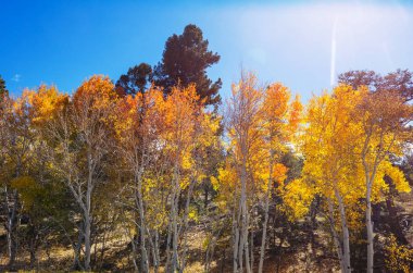 Sonbahar mevsiminde açık havada sarı ağaçlarla güneşli bir orman sahnesi.