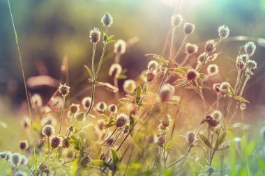 Çiçek çayırında güneşli bir gün. Güzel doğal arkaplan.