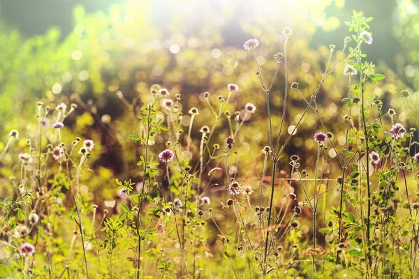 Solig Dag Blomsterängen Vacker Naturlig Bakgrund — Stockfoto