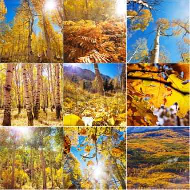 Turuncu ve Sarı Sonbahar kolajı. Sonbahar arkaplanı.