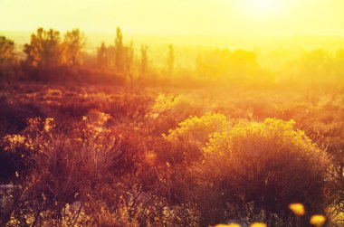 Sarı tonlarda sonbahar sahnesi. Sonbahar arkaplanı.