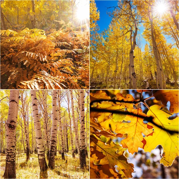 Collage Autunnale Arancione Giallo Autunno Sfondo — Foto Stock